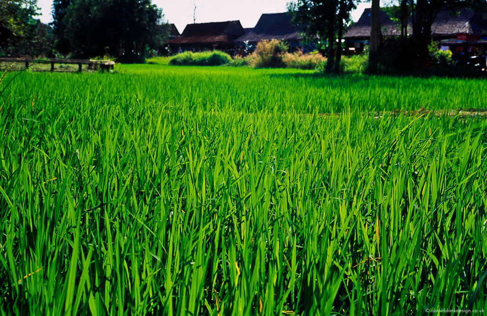 #39 Rice paddies, Banteay Srei