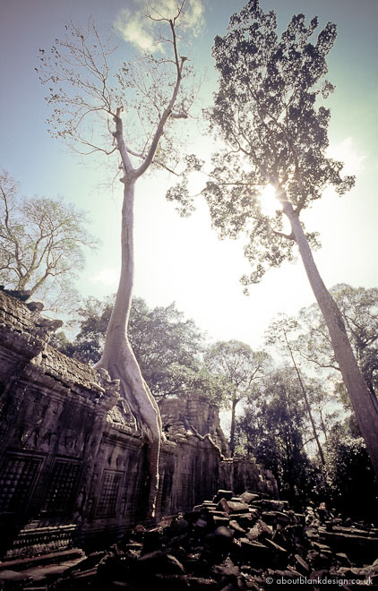 #30 tree reclaiming Breah Khan