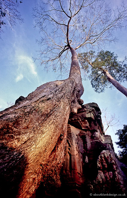 #33 reclaiming Ta Phrom. Tomb Raider location