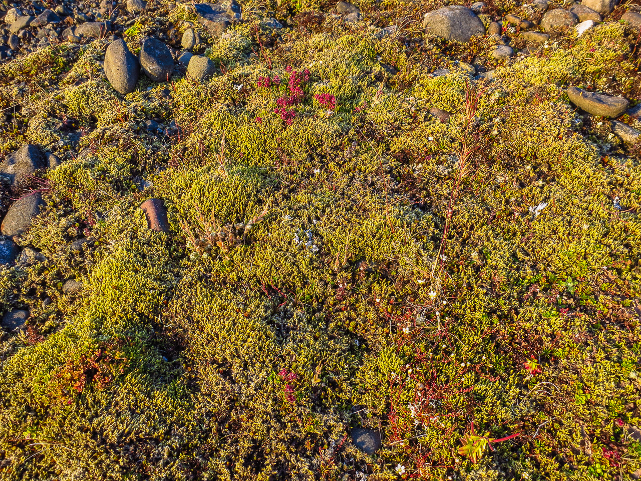 #17 the ground though - almost completely covered in moss. nice.