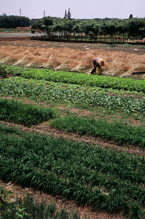 #12 gardening in Minhang