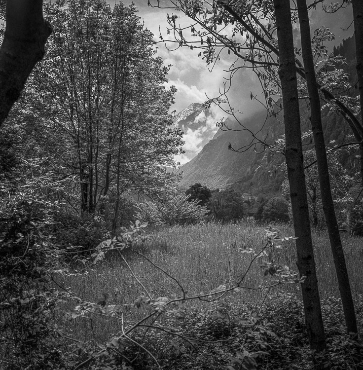 #25 meadow in the Alps on the return leg home
