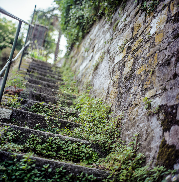 #4 overgrown stairs