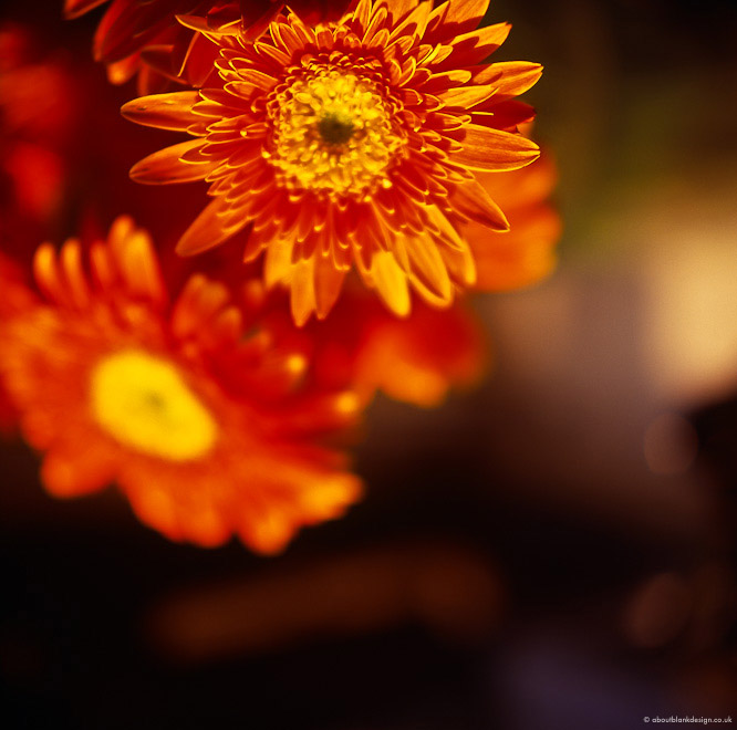 #10 Kitchen flowers!