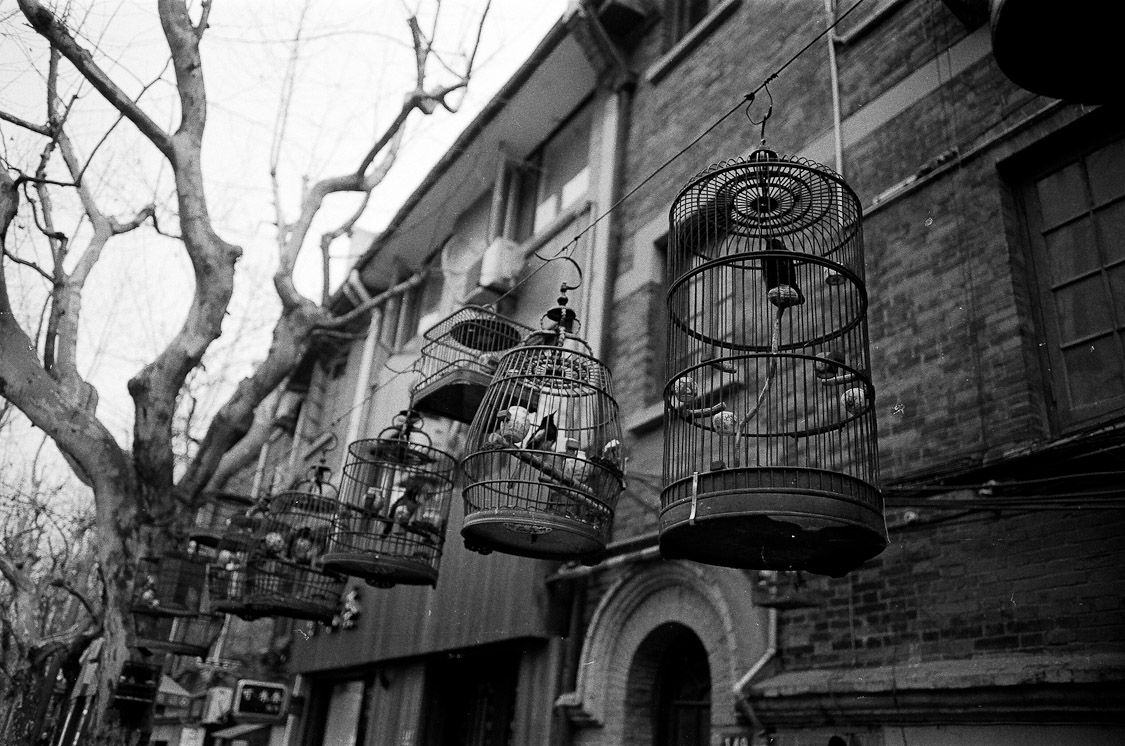 #20 birdies on jianguo lu