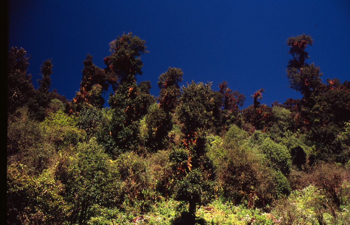 #28 BLUE SKY. we don't get that in Shangers.