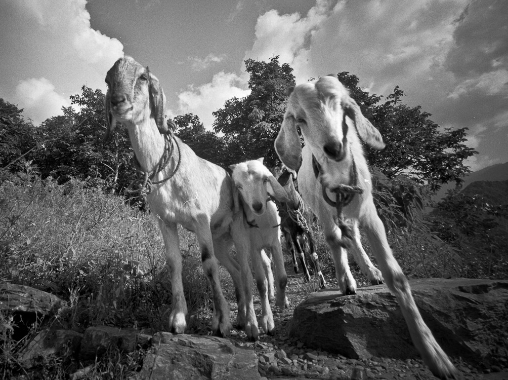 #60 GOATS. I LOVE GOATS. GOATS ARE AWESOME.