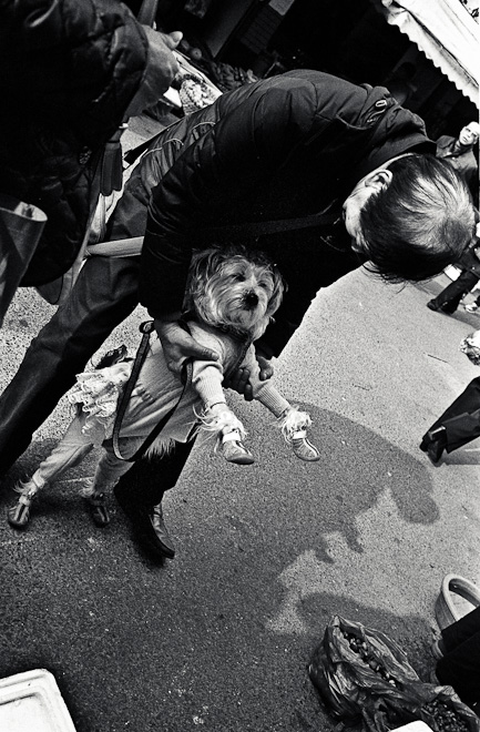 #10 A dog in a tutu. With shoes. He just won the internet.