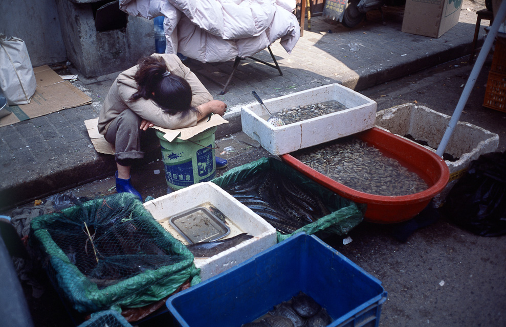 #23 napping in Old Town