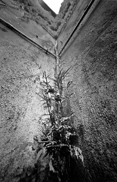 #16 reclaiming Shanghai, bit by bit.