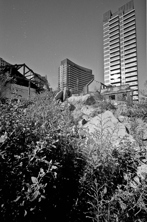 #21 Growing on what once was a busy neighborhood: Blocks of flats and bushes.