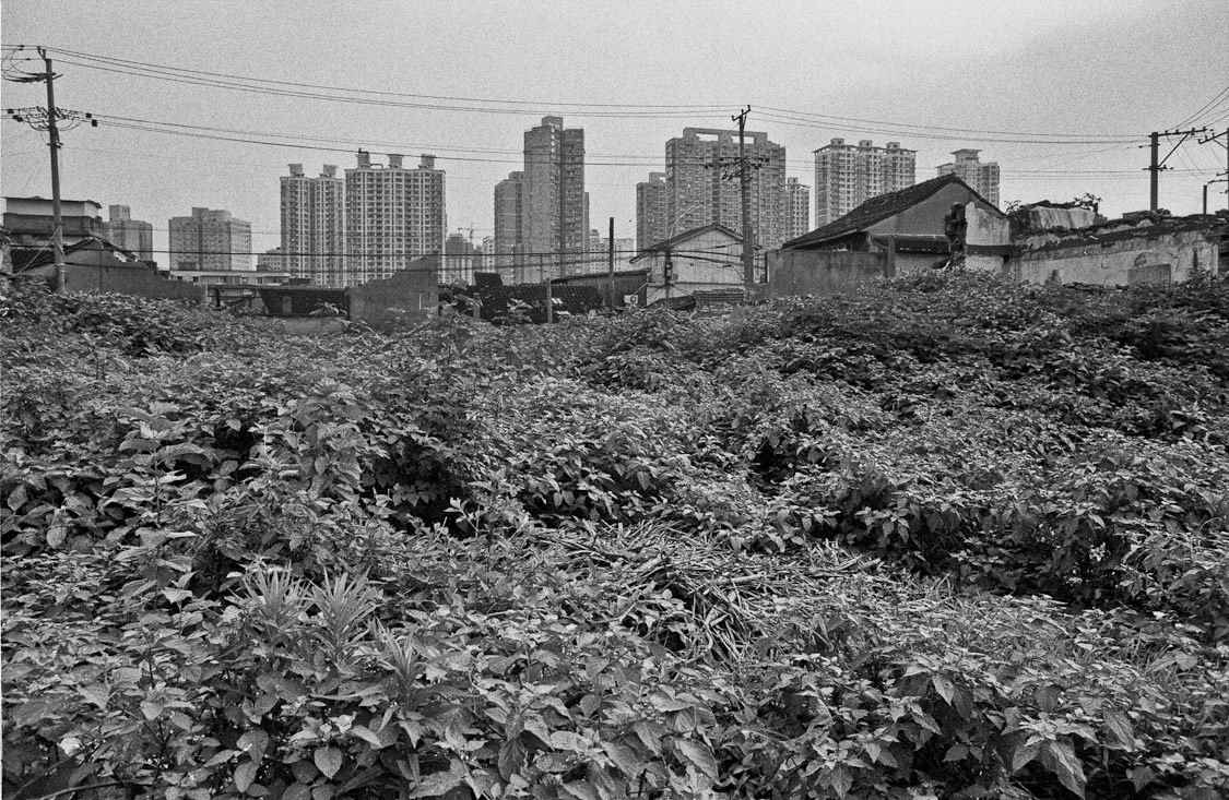 #9 Green green fields of Shangers